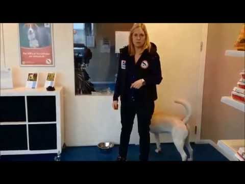 Video: Hvordan man kan rose en hund i træning