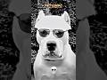 The Power Of Dogo Argentino ☠️