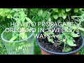 How To Propagate Oregano In 3 Weeks, How To Take Oregano Cuttings, Plant Propagation