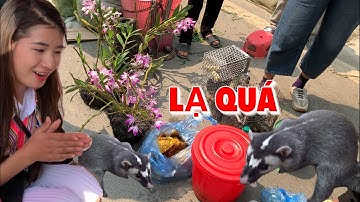 CHỢ LAN RỪNG BẮC HÀ LẠ QUÁ  - TÀN ĐỒ QUÝ HIẾM BÀ CON MANG RA CHỢ PHIÊN BÁN