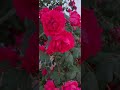 #인생이장미꽃이라면 #장미꽃 #장미꽃필무렵 #장미꽃한송이  #조용필노래