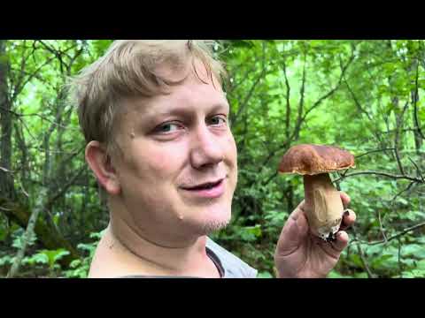 Грибные новости 17 июня ! Грибы 2024 !