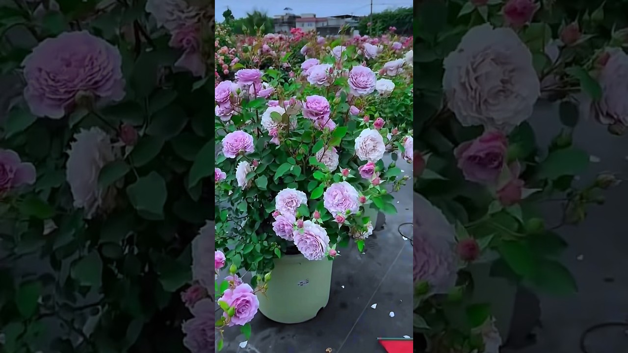 Beautiful purple rose flowers pot // wonderful rose garden (22/4)