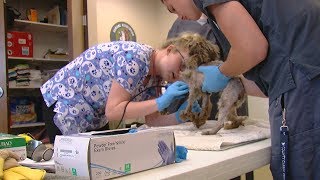 Dogs rescued from Warren County hoarder home up for adoption