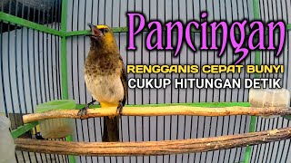 Rengganis gacor panggilan ampuh, pancingan cucak wilis gak tahan pasti ikutan bunyi