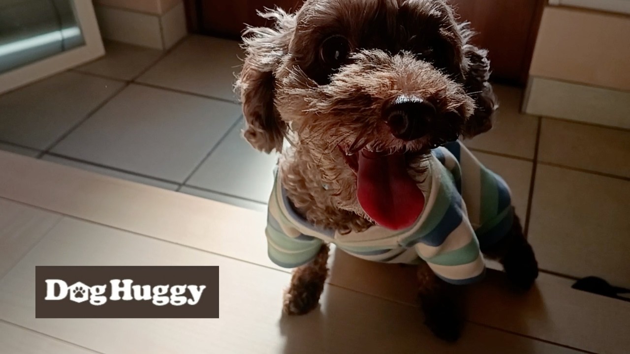 トイプードルのてんちゃん【DogHuggy お預かり動画‎´•ﻌ•`🐾】