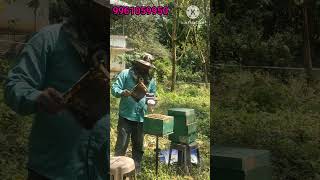 തേൻ വിളവെടുപ്പ് ആരംഭിച്ചപ്പോൾ  #beehive  #beecolony #beekeeping #honeybee #honey extraction