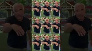 How To Properly Greet a Dog ,, check description@CesarMillanOfficial