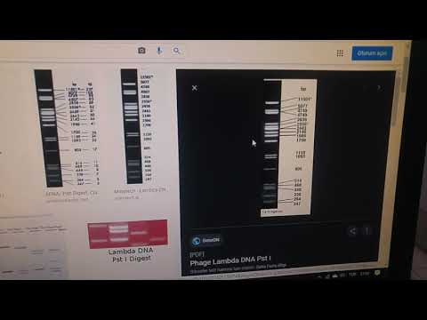 Video: Lambda DNA neden bir işaretleyici olarak kullanılır?