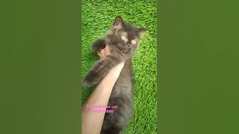 Watch the video about Persian kitten British short coat doll face available....