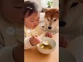 スープを飲んでいると柴犬が...!? While drinking soup, a Shiba Inu...!?