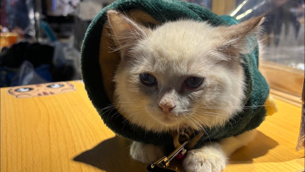 南雅夜市美食及周遭的店貓們