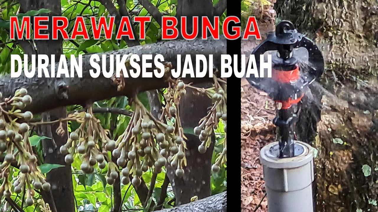 MERAWAT BUNGA DURIAN SUPAYA JADI BUAH YouTube