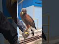 Thai Eagle Ready For Hunting Thai Eagle Thai Eagle Ready For Hunting Thai Eagle