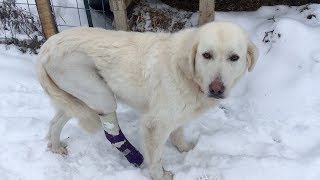 Willow and Blue Update