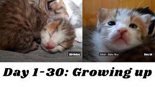 วันที่ 1 ถึง 30: การเติบโตของลูกแมว ครอบครัวนม Milk