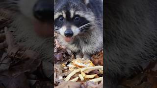 Feeding Raccoon Mcdonalds Happy Meal