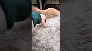 Kannst Du Das Bei Deinem Pferd?