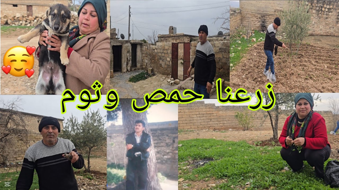 زرعنا حمص وتوم في ارض البيت للمونه الصيفيه #اكسبلور 