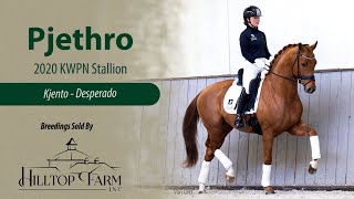 Pjethro- 2020 Kwpn Stallion