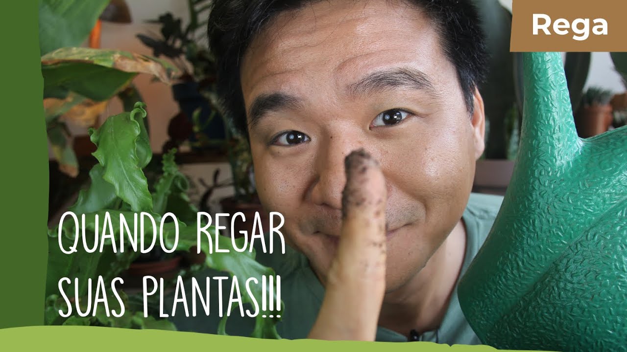 Quando é hora de regar o vaso novamente?