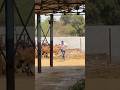 #shravanseva #cow #gaumata #trending #indiancow #youtubeshorts