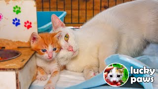 MOM CAT HUGS HER KITTEN AND ASKS FOR HELP  kitten sounds  kitten noises | Lucky Paws