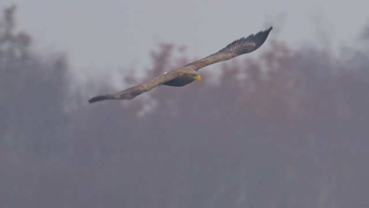Das Adlerpaar (sie im Bild) jagt fischende Kormorane