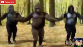 Harambe Earrape