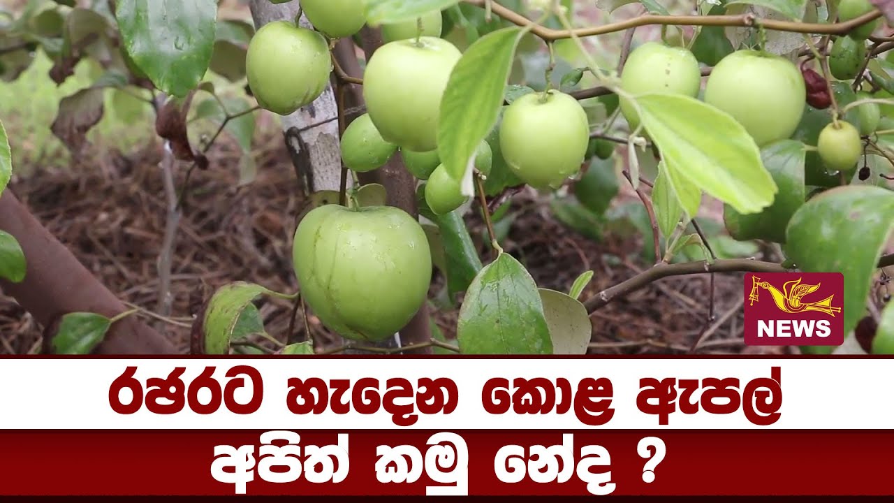 රඡරට හැදෙන කොළ ඇපල්| Rupavahini News