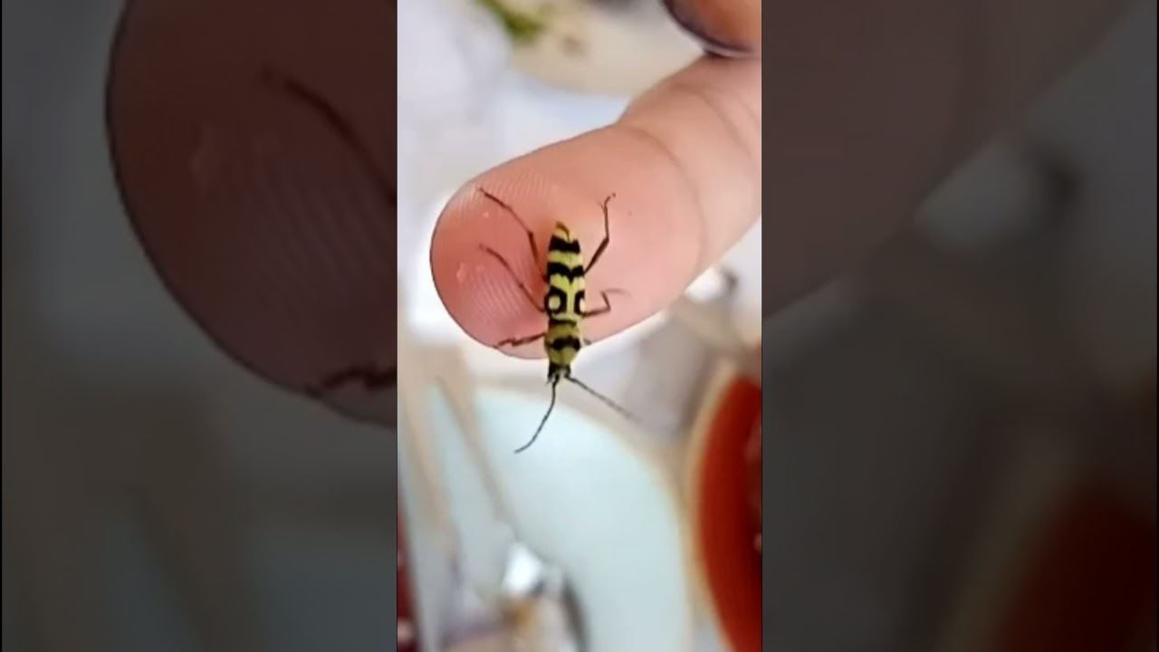 Longhorn beetle (Chlorophorus varius damascenus) 🇬🇷 Rhodes, Greece