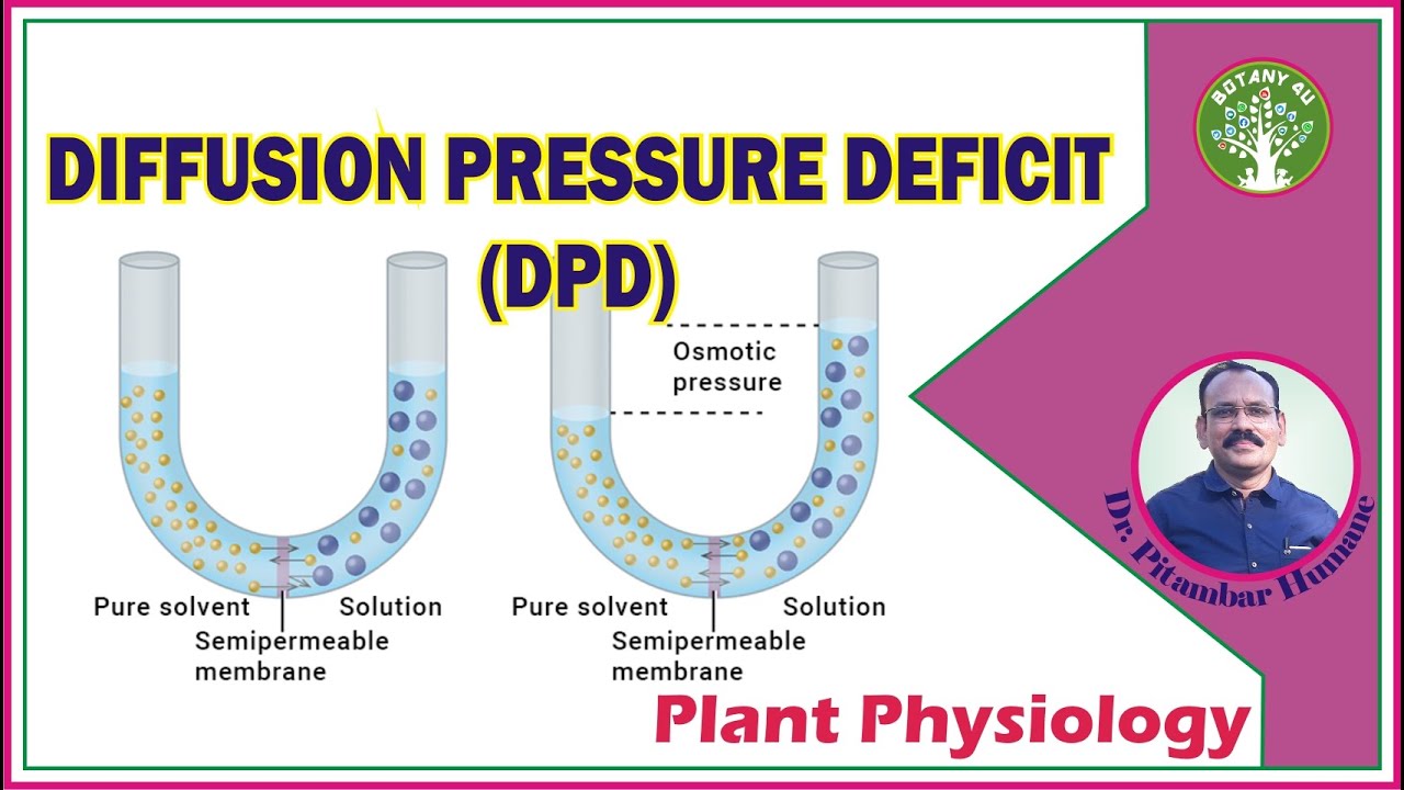 BOTANY 4U | PLANT PHYSIOLOGY | PITAMBAR HUMANE | Diffusion Pressure Deficit