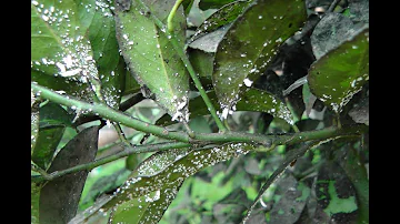 Como acabar com musgo em plantas?