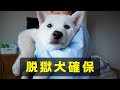 【指名手配】脱獄犬おもち逮捕