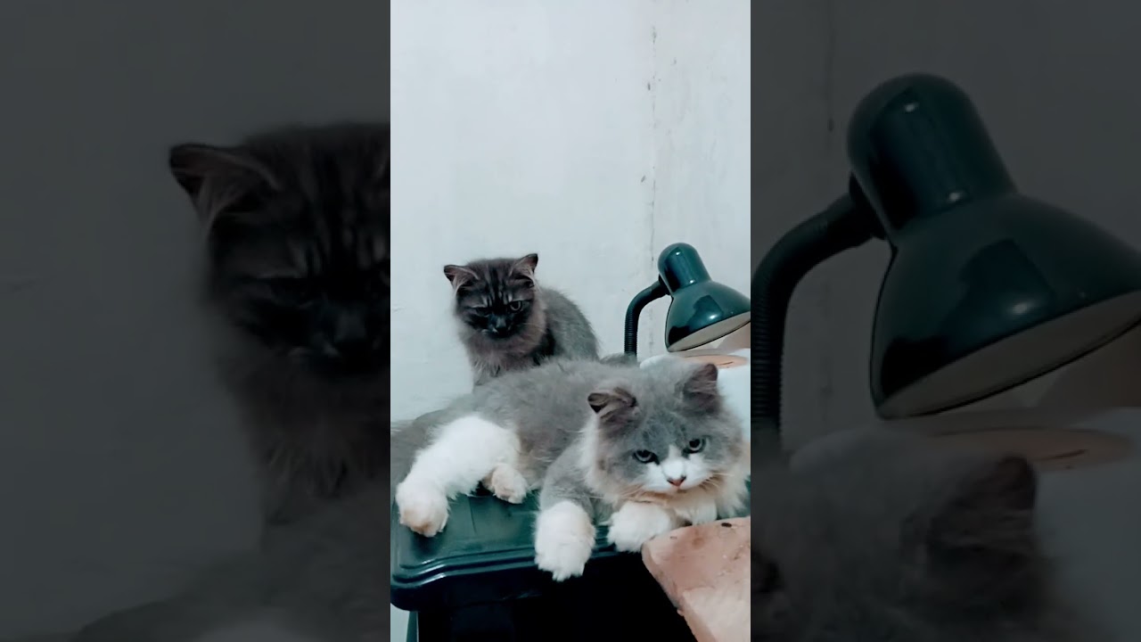 kucingku ❤️❤️❤️ 