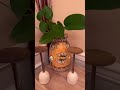 House Plants 🪴 #tamil #tamilusavlogs #houseplants #minivlog #homedecor #home #indoor plants