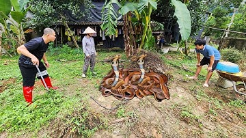 Cuộc Gọi Khẩn Cấp Của Chị Gái Đang Trồng Ngô Nhìn Thấy Rắn Hổ Mang Chúa Ẩn Lấp Trong Đống Củi.