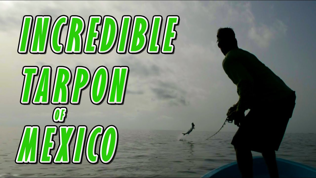 Fly Fishing for Tarpon Mexico - Surrounded by Tarpon With a Broken Fly Rod!