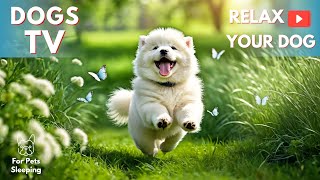 Dog Calming Music for Dogs🐶Reduce anxiety Stress for pets🐶💖Relax my dog🎵Healing Dogs Music