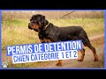 Avoir un chien de catgorie 1 ou 2  permis de dtention