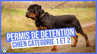 Avoir un Chien de Catégorie 1 ou 2 : Permis de Détention by Univers Canin 2,654 views 1 year ago 5 minutes, 53 seconds