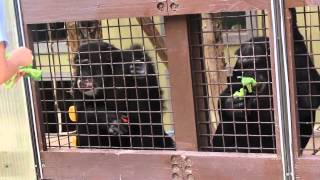 Lunch with chimpanzees