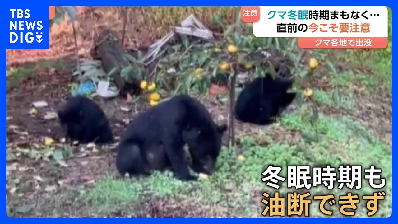 冬眠しない”懸念も】400キロ超！？箱わなを倒すクマに営業中の商業施設