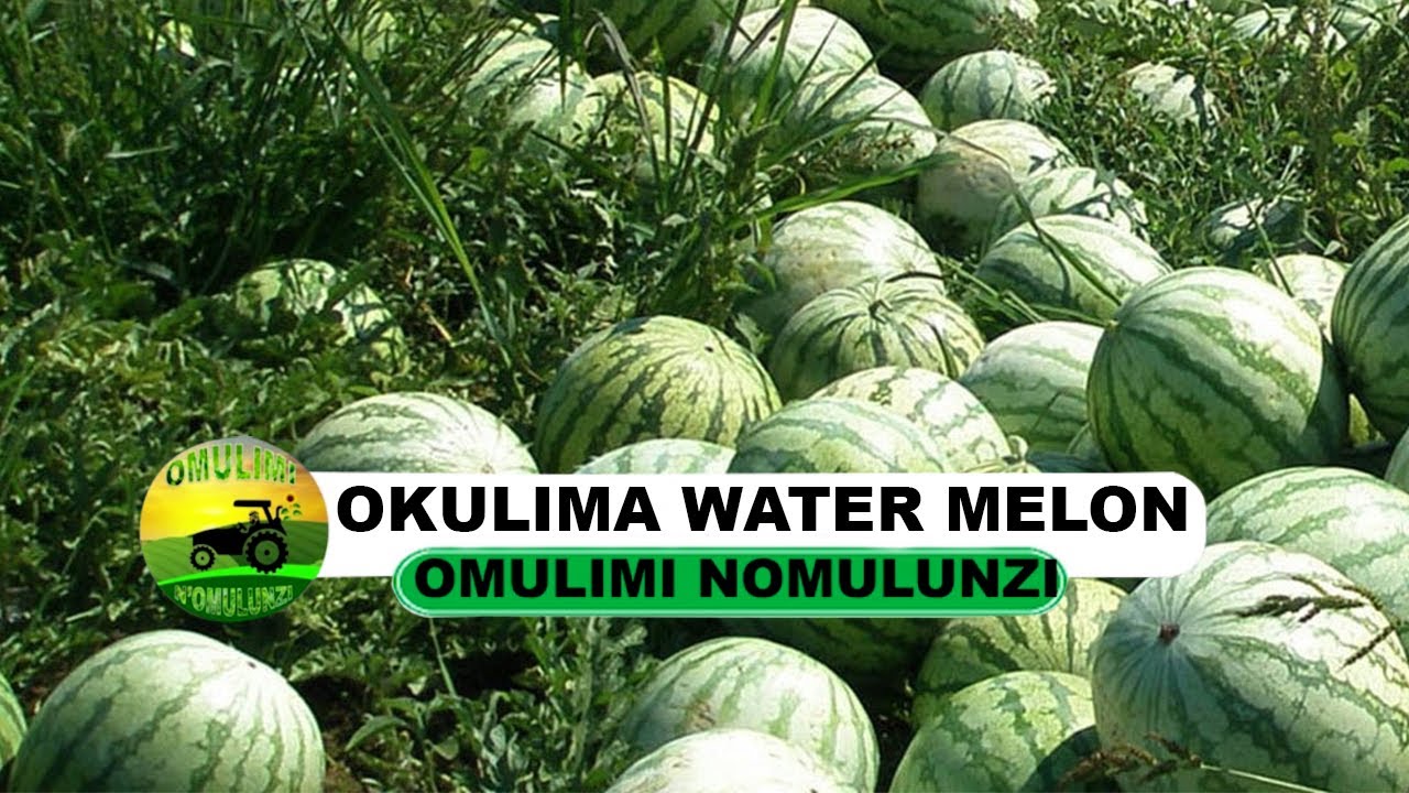 okulima water melon part three