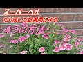 【花】スーパーベルの育て方・切り戻し
