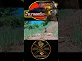 Hunt for dinosaurs posted now  a just for fun target practice using toy dinos