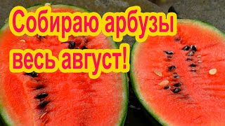 Порционные арбузы - какие они?