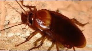 La Cucaracha (Ya No Puede Caminar) - Con letra