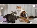 保護した三毛猫の2年間　大好きな小さなボス猫との恋の行方