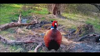 UNE PETITE RIVIERE DANS LE CANTAL